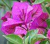 Bougainvillea