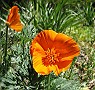 California Poppy