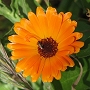 Calendula