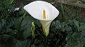 Calla Lily