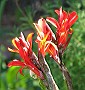 Canna Edulis