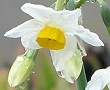 Miniature Triandrus Daffodil