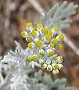 Dusty Miller