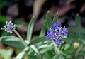 English Lavender