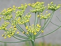 Fennel