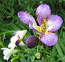 Purple Freesia