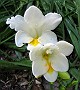 White Freesia