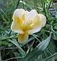 Yellow Freesia