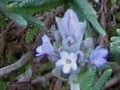 French Lavender