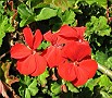 Red Geranium