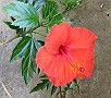 Tropical Hibiscus