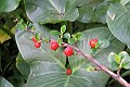 Holly Leaf Redberry