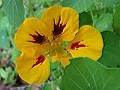 Nasturtium