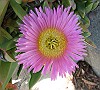 Pink Iceplant