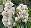 Victorian Box Pittosporum