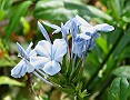 Plumbago