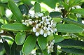 Pyracantha