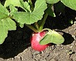 Radish