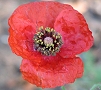 Chinese Poppy