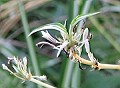 Spider Plant