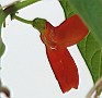 Scarlet Runner Bean