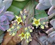 Graptopetalum