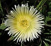 Yellow Iceplant