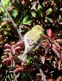 Lesser Goldfinch