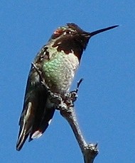 Anna's Hummingbird