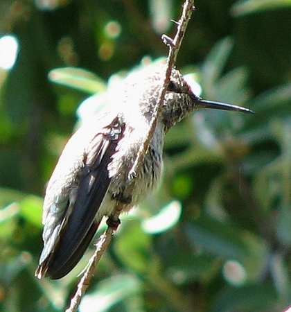 Anna's Hummingbird