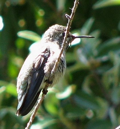 Anna's Hummingbird