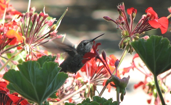 Anna's Hummingbird