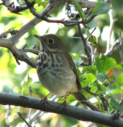 Hermit Thrush