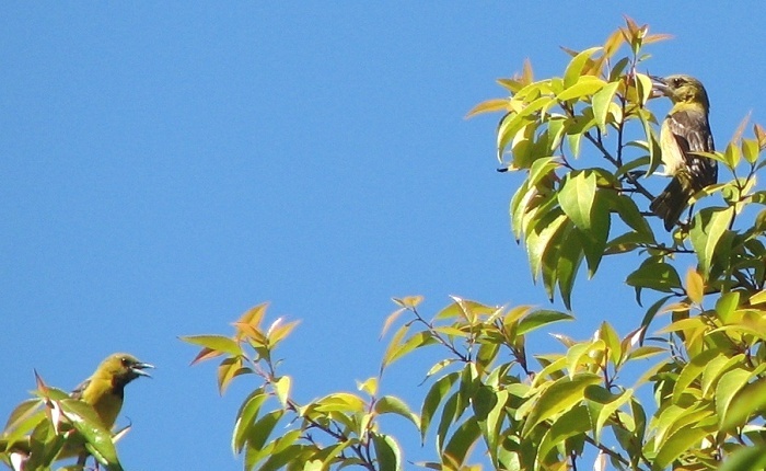 Hooded Oriole