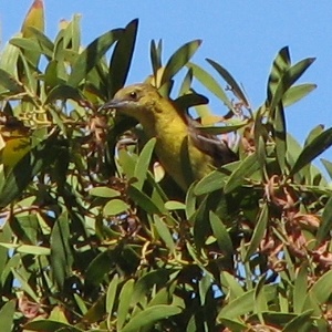 Hooded Oriole