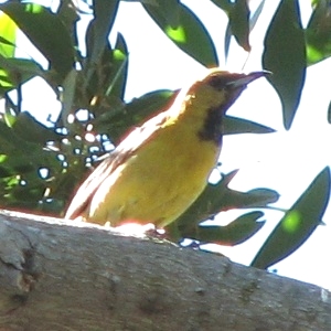 Hooded Oriole