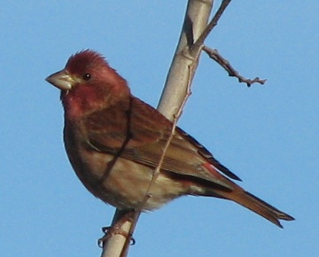 House Finch