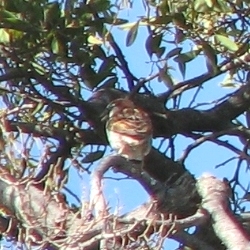 House Sparrow