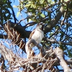 House Sparrow