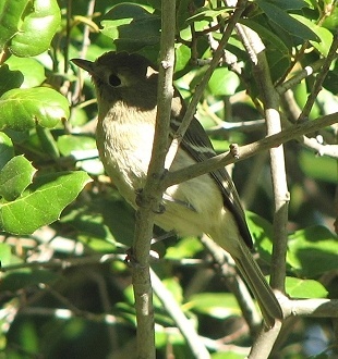 Ruby-crowned Kinglet