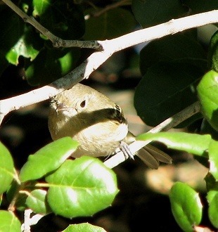 Ruby-crowned Kinglet