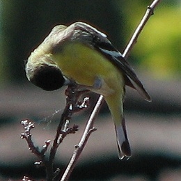 Lesser Goldfinch