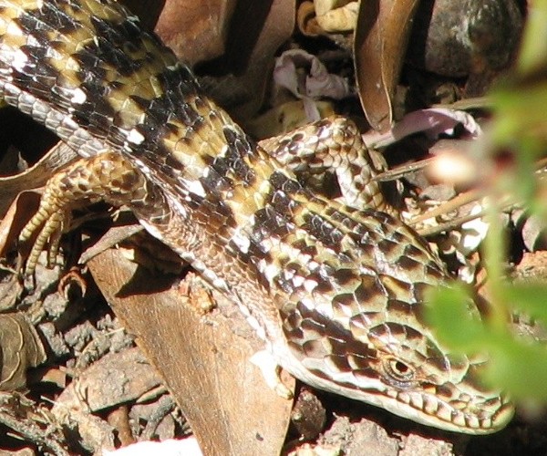 Alligator Lizard