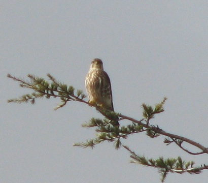 Merlin