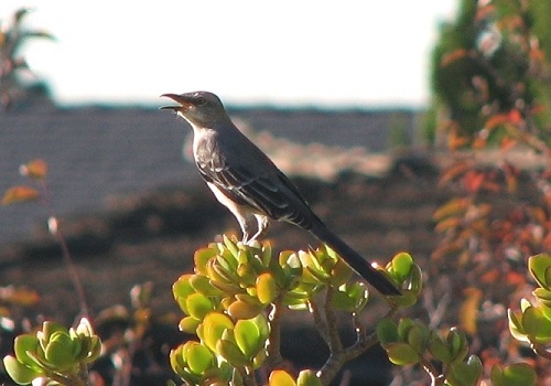 Northern Mockingbird