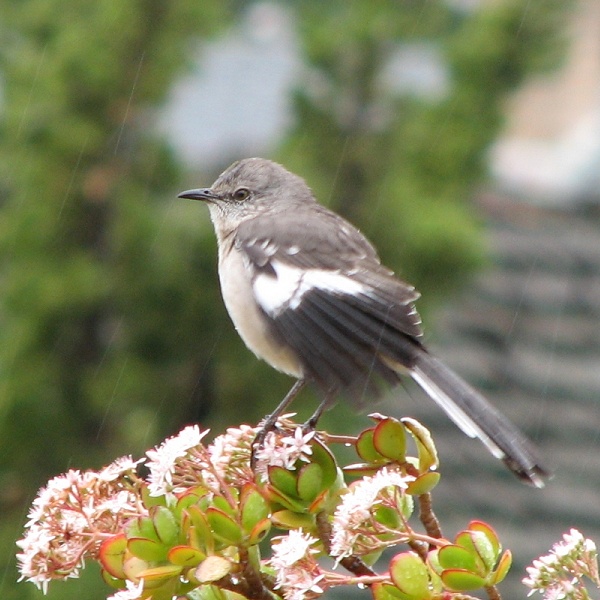 Northern Mockingbird