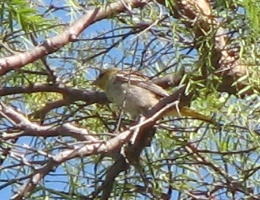 Bullock's Oriole