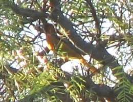 Bullock's Oriole