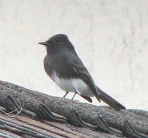 Black Phoebe