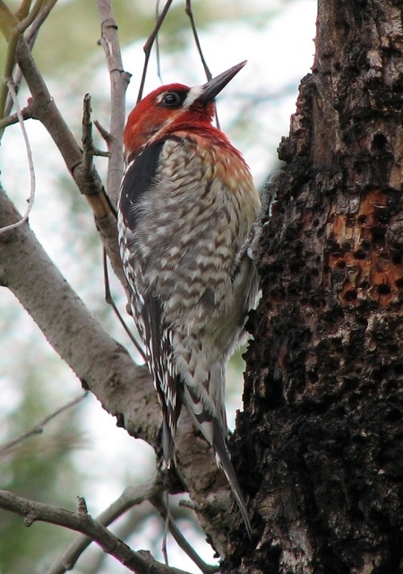 Red-breasted Sapsucker